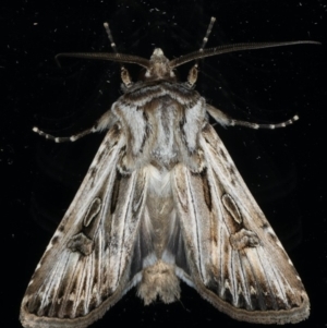 Agrotis munda at Ainslie, ACT - 5 Apr 2020