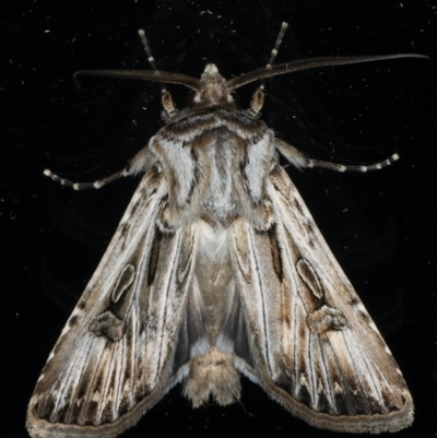 Agrotis munda (Brown Cutworm) at Ainslie, ACT - 5 Apr 2020 by jbromilow50