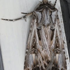 Agrotis munda at Ainslie, ACT - 5 Apr 2020