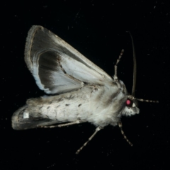 Agrotis munda at Ainslie, ACT - 5 Apr 2020