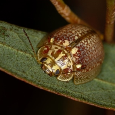 Paropsisterna decolorata (A Eucalyptus leaf beetle) at Dunlop, ACT - 15 Jan 2013 by Bron