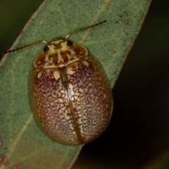 Paropsisterna decolorata at Dunlop, ACT - 15 Jan 2013 09:59 AM