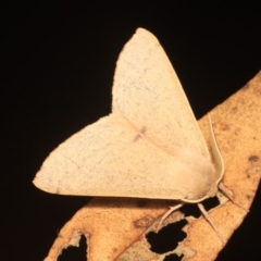 Arhodia lasiocamparia (Pink Arhodia (Oenochrominae)) at Hackett, ACT - 24 Jan 2018 by melanoxylon
