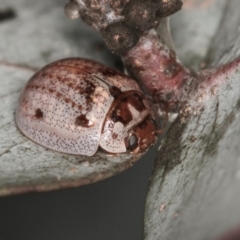Paropsisterna m-fuscum (Eucalyptus Leaf Beetle) at West Belconnen Pond - 5 Apr 2012 by Bron