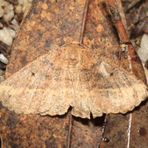 Casbia tetramera at Paddys River, ACT - 18 May 2018