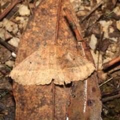 Casbia tetramera at Paddys River, ACT - 18 May 2018