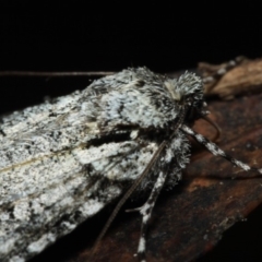 Chlenias ochrocrana at Paddys River, ACT - 18 May 2018