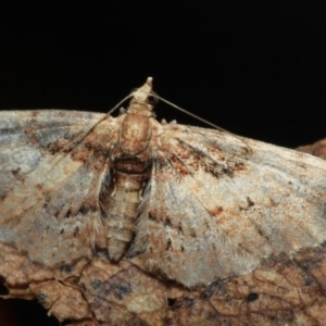 Chloroclystis approximata at Paddys River, ACT - 18 May 2018