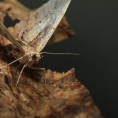 Chloroclystis approximata at Paddys River, ACT - 18 May 2018