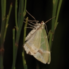 Chlorodes boisduvalaria (Boisduval's Emerald) at Cotter River, ACT - 14 Mar 2018 by melanoxylon