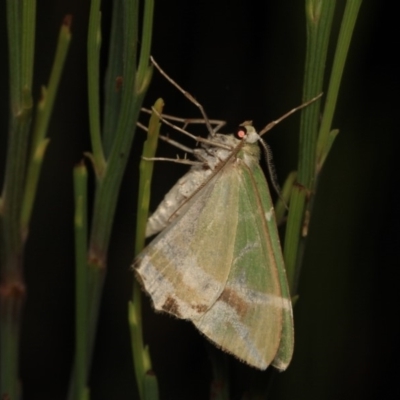 Chlorodes boisduvalaria (Boisduval's Emerald) at Cotter River, ACT - 14 Mar 2018 by melanoxylon