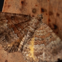 Chrysolarentia bichromata at Cotter River, ACT - 7 Feb 2019