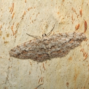 Didymoctenia exsuperata at Paddys River, ACT - 18 May 2018