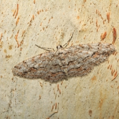 Didymoctenia exsuperata (Thick-lined Bark Moth) at Paddys River, ACT - 18 May 2018 by melanoxylon