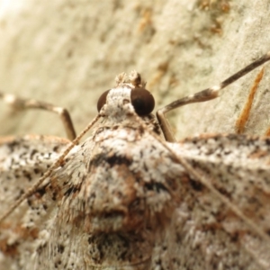 Didymoctenia exsuperata at Paddys River, ACT - 18 May 2018