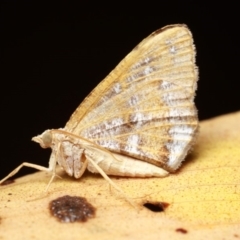 Dissomorphia australiaria (Dissomorphia australiaria) at Cotter River, ACT - 7 Feb 2019 by melanoxylon