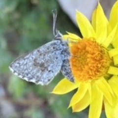 Lucia limbaria (Chequered Copper) at Wanniassa Hill - 6 Apr 2020 by RAllen