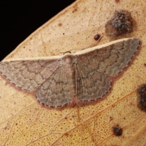 Idaea inversata at Cotter River, ACT - 7 Feb 2019 10:39 PM