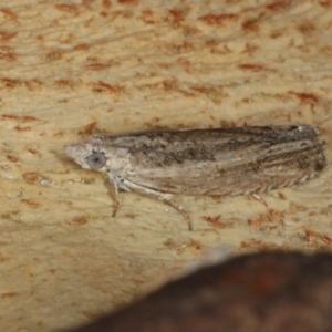 Spilonota-group at Majura, ACT - 5 Apr 2020 04:28 PM