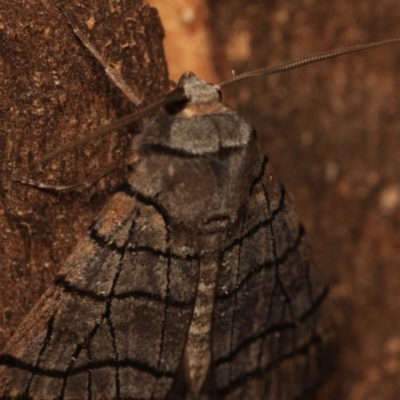 Liometopa rectilinea (Liometopa rectilinea) at Cotter River, ACT - 14 Mar 2018 by melanoxylon