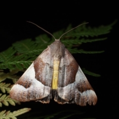 Niceteria macrocosma (Showy Geometrid) at Cotter River, ACT - 7 Feb 2019 by melanoxylon