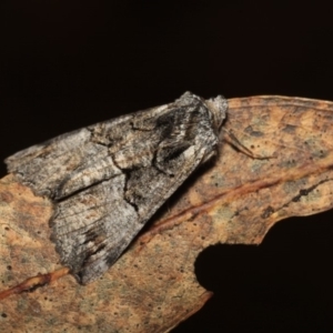 Nisista notodontaria at Paddys River, ACT - 18 May 2018 08:15 PM