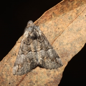 Nisista notodontaria at Paddys River, ACT - 18 May 2018 08:15 PM