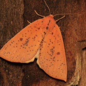 Plesanemma fucata at Cotter River, ACT - 14 Mar 2018