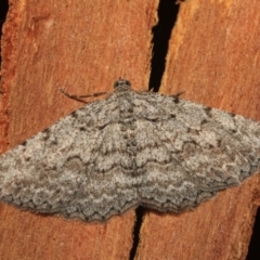 Psilosticha absorpta (Fine-waved Bark Moth) at Cotter River, ACT - 14 Mar 2018 by melanoxylon