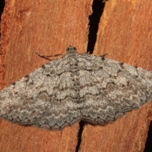 Psilosticha absorpta at Cotter River, ACT - 14 Mar 2018