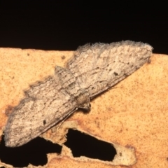 Psilosticha pristis (Little Brown Bark Moth) at Hackett, ACT - 24 Jan 2018 by melanoxylon
