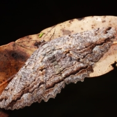Scioglyptis lyciaria (White-patch Bark Moth) at Cotter River, ACT - 7 Feb 2019 by melanoxylon