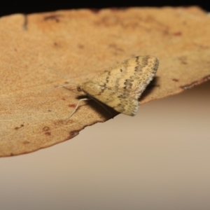 Scopula rubraria at Hackett, ACT - 17 Apr 2018 08:14 PM