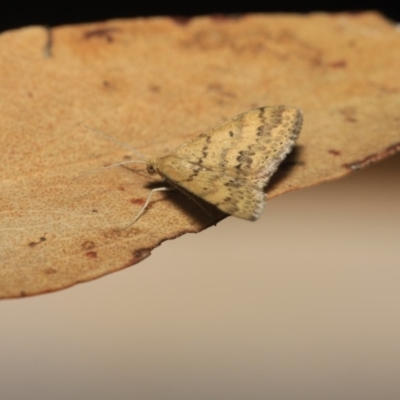 Scopula rubraria (Reddish Wave, Plantain Moth) at Hackett, ACT - 17 Apr 2018 by melanoxylon