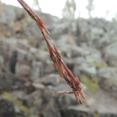 Cymbopogon refractus (Barbed-wire Grass) at Bullen Range - 29 Dec 2019 by michaelb