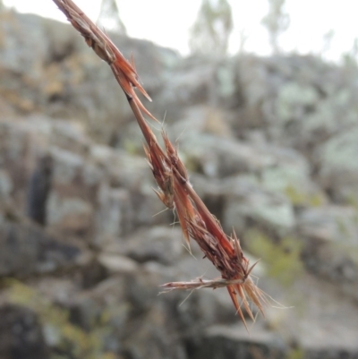 Cymbopogon refractus (Barbed-wire Grass) at Bullen Range - 29 Dec 2019 by michaelb