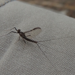 Ephemeroptera (order) (Unidentified Mayfly) at Tuggeranong DC, ACT - 29 Dec 2019 by MichaelBedingfield