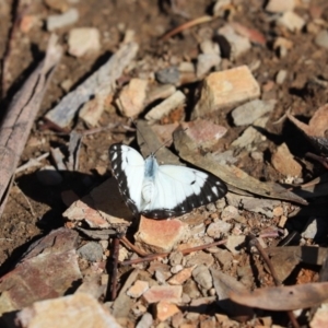 Belenois java at Aranda, ACT - 6 Apr 2020 01:29 PM