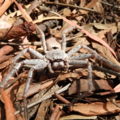 Isopeda sp. (genus) (Huntsman Spider) at Kambah, ACT - 27 Mar 2020 by MatthewFrawley