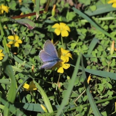 Zizina otis (Common Grass-Blue) at Dunlop, ACT - 6 Apr 2020 by Tammy