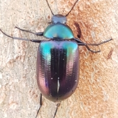 Chalcopteroides columbinus (Rainbow darkling beetle) at Holt, ACT - 6 Apr 2020 by tpreston