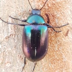 Chalcopteroides columbinus at Holt, ACT - 7 Apr 2020