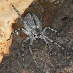 Holconia sp. (genus) (Unidentified Holconia huntsman) at Ainslie, ACT - 6 Apr 2020 by jb2602