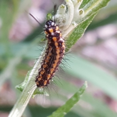 Nyctemera amicus (Senecio Moth, Magpie Moth, Cineraria Moth) at Isaacs, ACT - 6 Apr 2020 by Mike