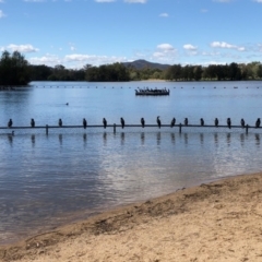 Phalacrocorax sulcirostris (Little Black Cormorant) at Yarralumla, ACT - 6 Apr 2020 by Ratcliffe