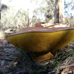 Phlebopus marginatus (Giant Bolete) at Majura, ACT - 7 Apr 2020 by SilkeSma