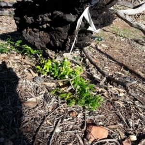 Asparagus asparagoides at Majura, ACT - 7 Apr 2020