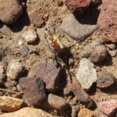 Iridomyrmex purpureus (Meat Ant) at Mount Jerrabomberra - 6 Apr 2020 by Christine
