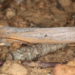 Paralaea porphyrinaria (Chestnut Vein Crest Moth) at Mount Ainslie - 6 Apr 2020 by jb2602