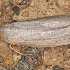 Paralaea porphyrinaria at Ainslie, ACT - 6 Apr 2020